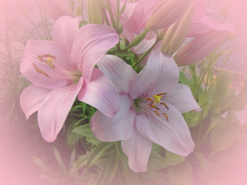 Pink Lilies in Bloom — Serene, Photograph, Buds