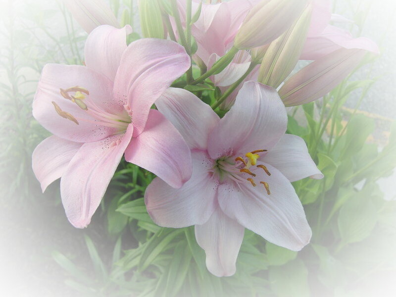 Pink Lilies in Bloom — Serene, Photograph