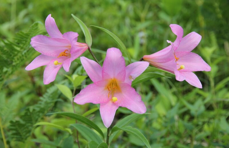 Pink Lilies in Bloom — Serene, Spring, Photograph, Green Leaves