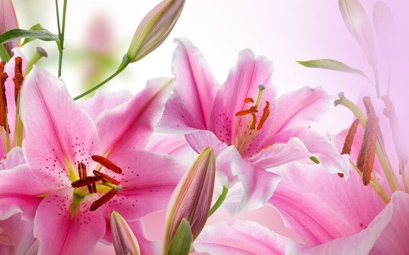 Pink Lilies in Bloom — Serene, Spring, Photograph