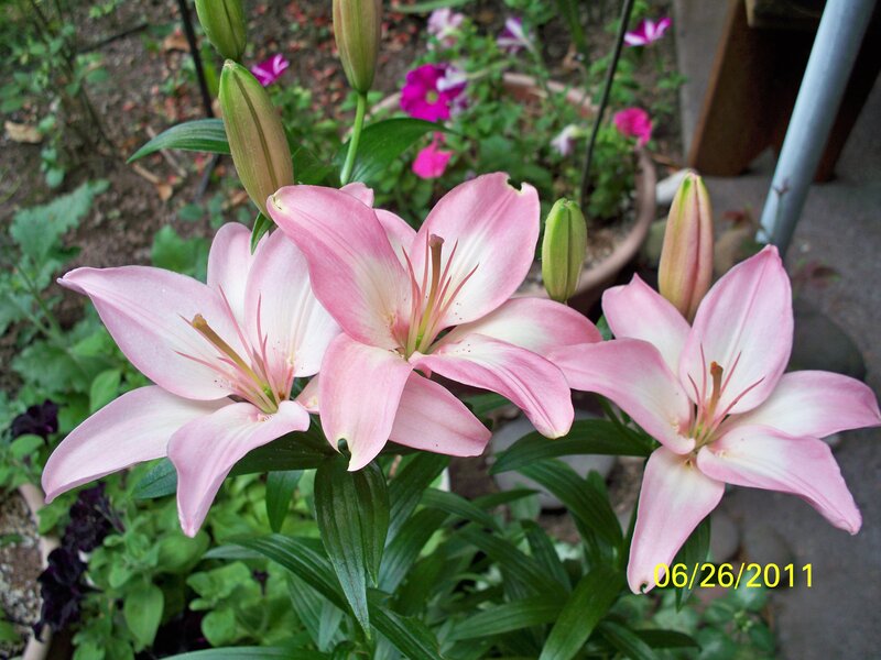 Pink Lilies in Bloom — Serene, Summer