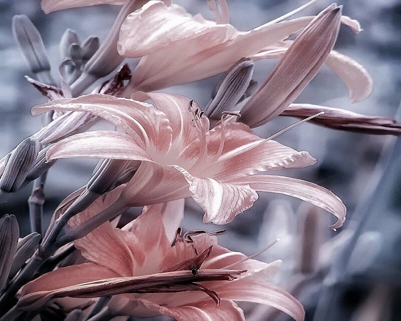 Pink Lilies in Bloom — Serene