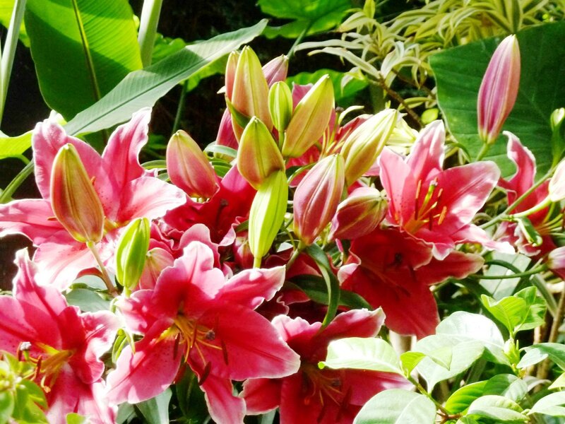 Pink Lilies in Bloom — Vibrant, Afternoon
