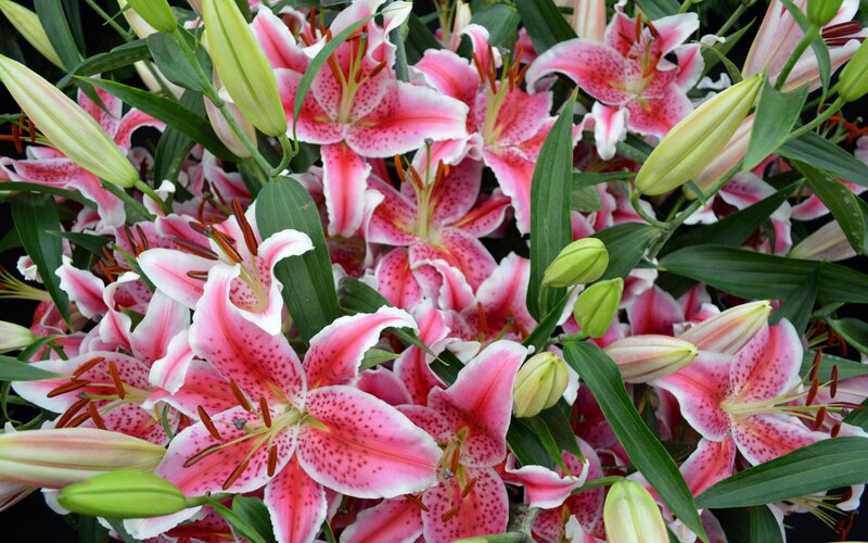 Pink Lilies in Bloom — Vibrant, Photograph, Buds, Leaves