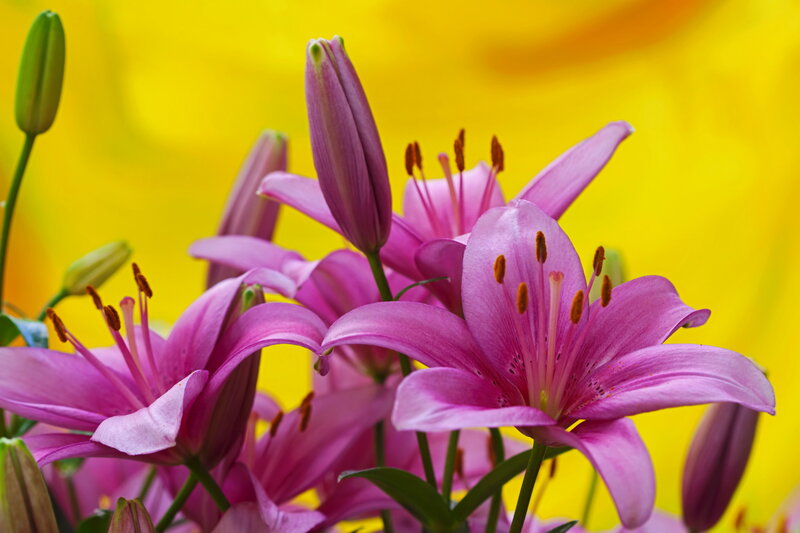 Pink Lilies in Bloom — Vibrant, Photograph, Buds