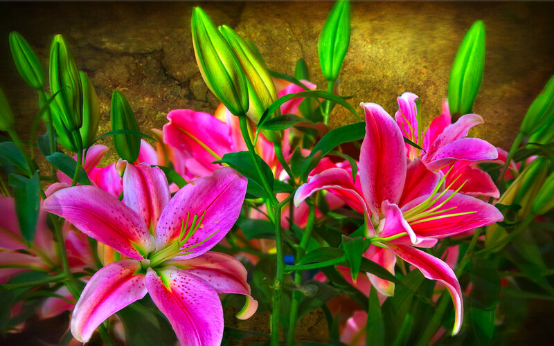 Pink Lilies in Bloom — Vibrant, Photograph