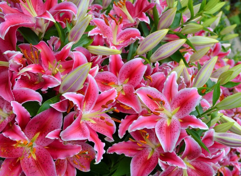 Pink Lilies in Bloom — Vibrant, Summer