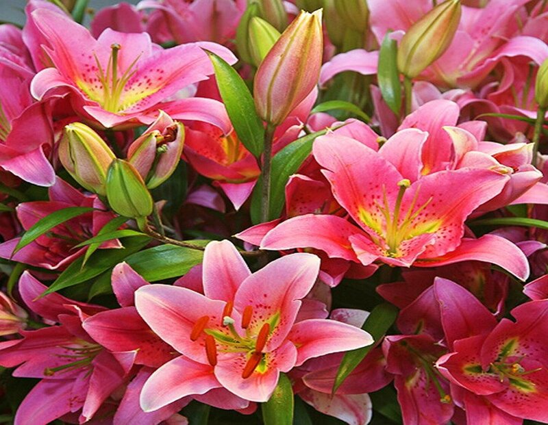 Pink Lilies in Bloom — Vibrant