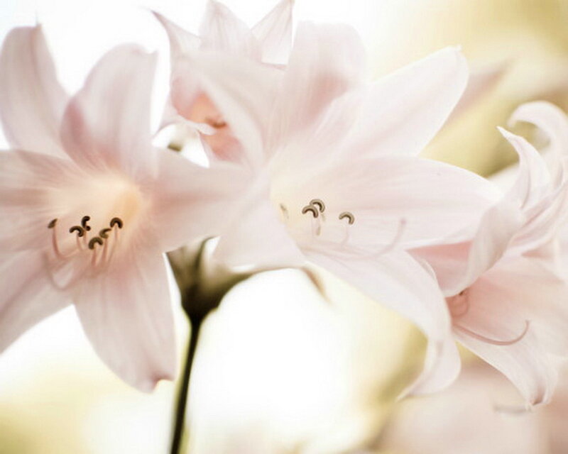 Pink Lilies in Bloom — White