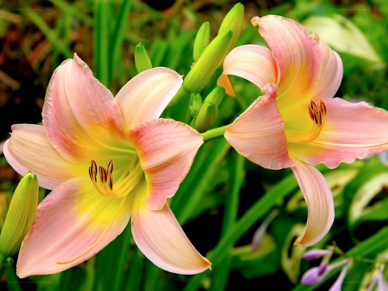 Pink lilies in bloom