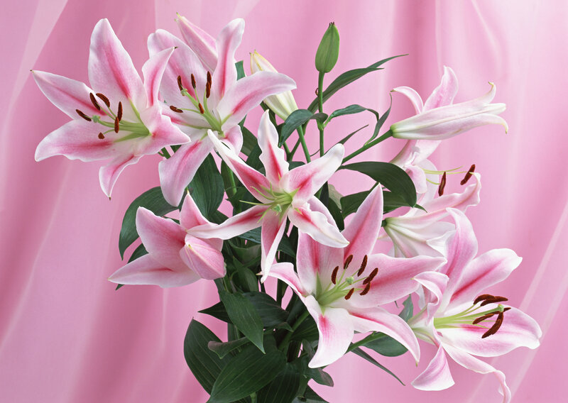 Pink Lilies in Bouquet — Calm
