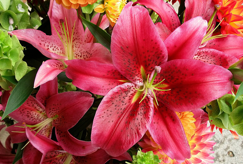 Pink Lilies in Bouquet — Vibrant