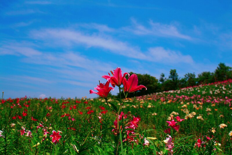 Pink Lilies in Field — Blue