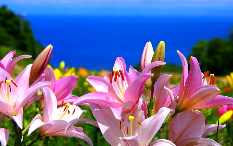 Pink Lilies in Field — Serene, Afternoon