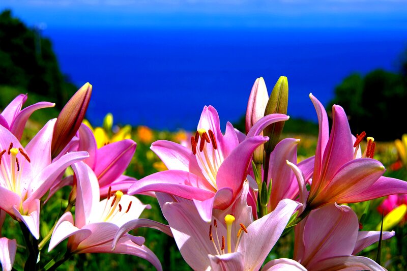 Pink Lilies in Field