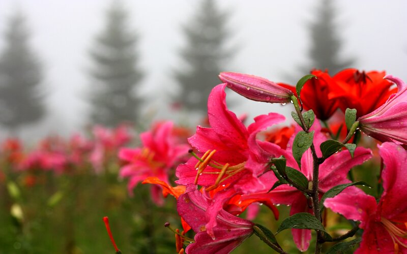 Pink Lilies in Fog