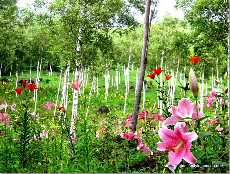 Pink Lilies in Forest