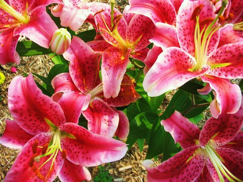Pink lilies in full bloom