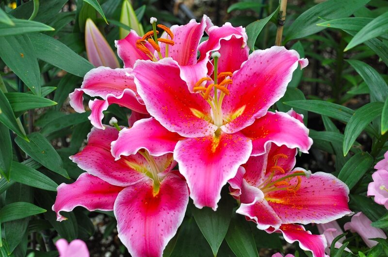 Pink lilies in full bloom