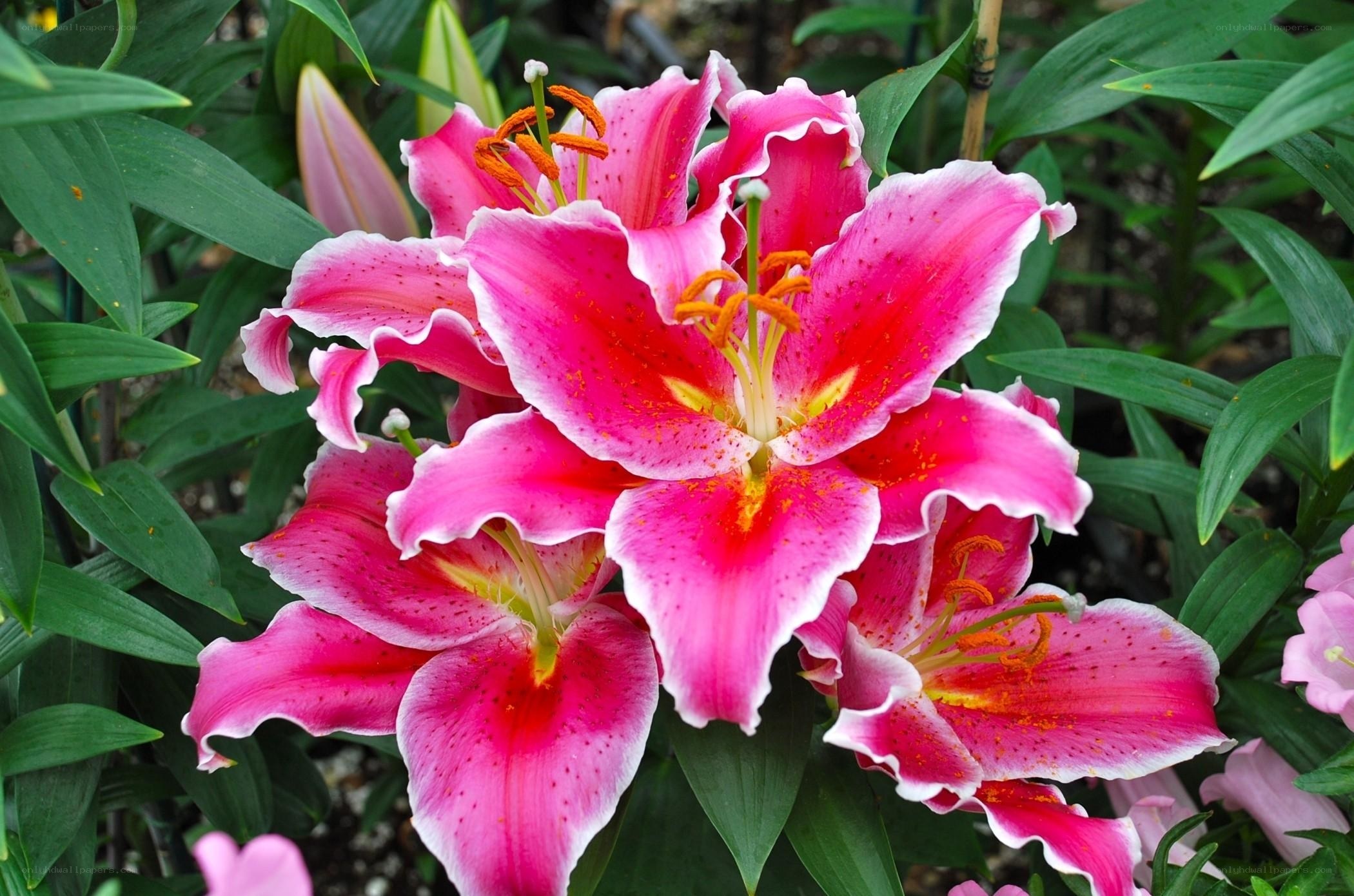 Pink lilies in full bloom