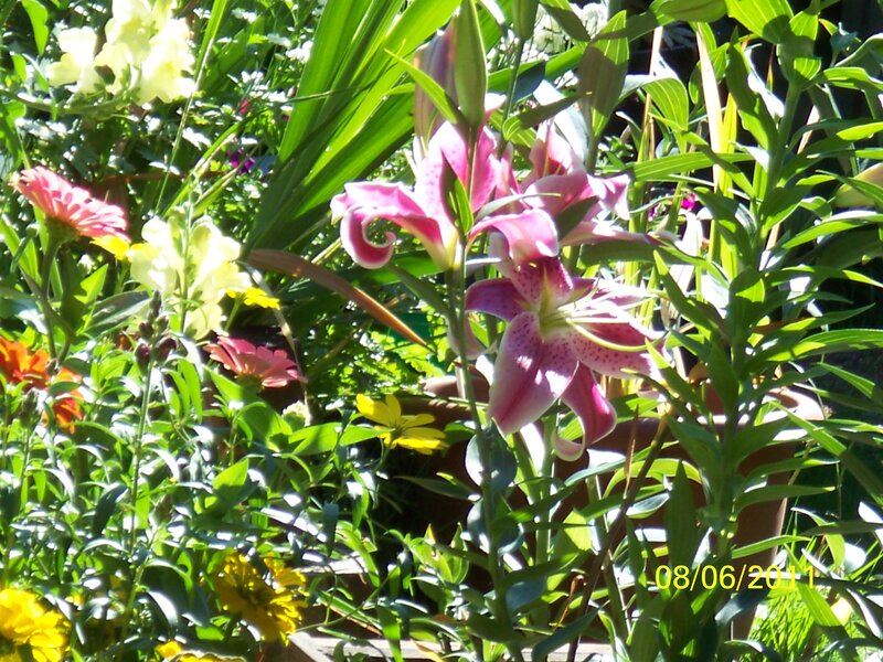 Pink Lilies in Garden — Bright
