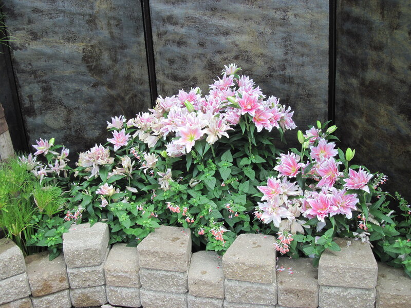 Pink Lilies in Garden — Calm, Afternoon