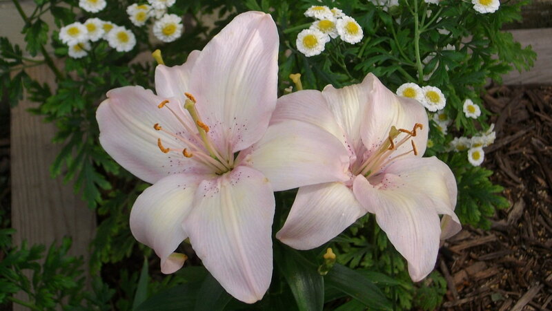 Pink Lilies in Garden — Calm