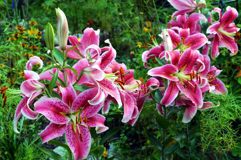 Pink Lilies in Garden — Natural, Summer