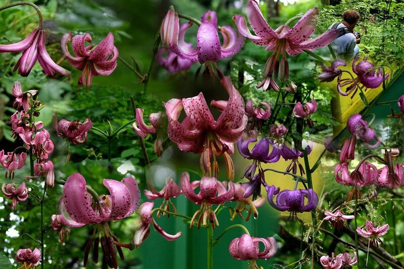 Pink Lilies in Garden — Natural