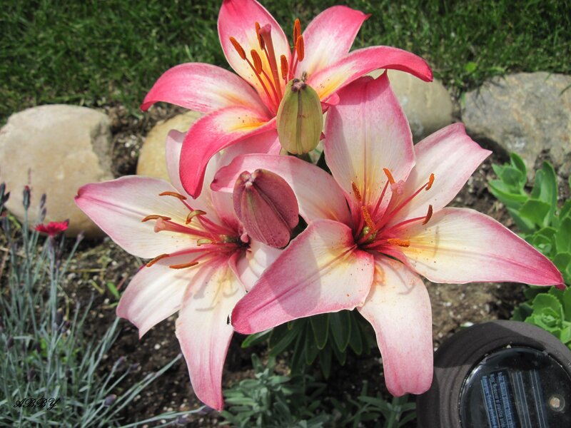 Pink Lilies in Garden — Serene, Afternoon, Photograph, Rocks