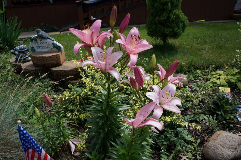 Pink Lilies in Garden — Serene, Afternoon, Photograph, Statue
