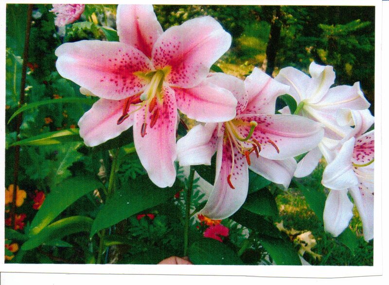 Pink Lilies in Garden — Serene, Afternoon, Photograph