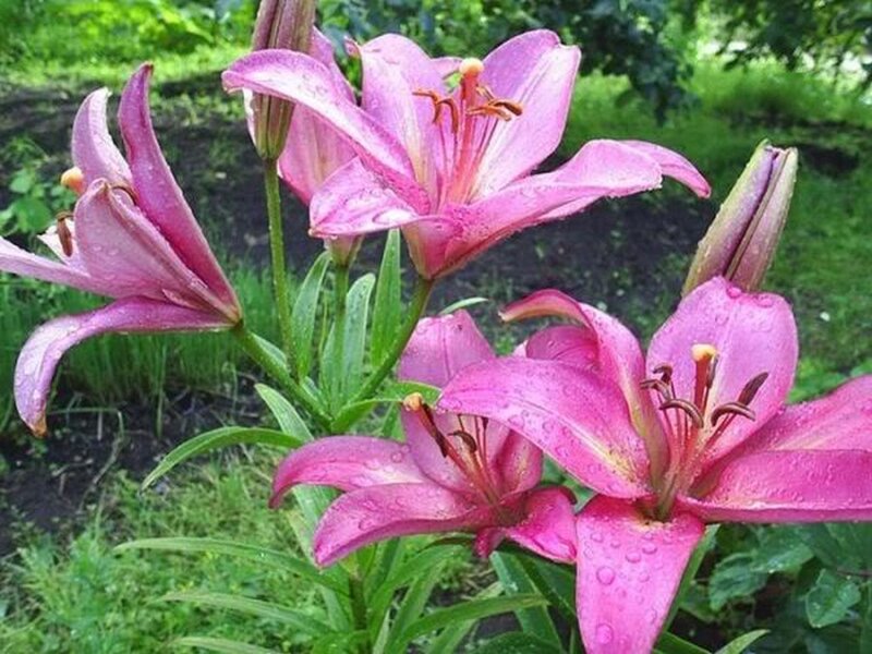 Pink Lilies in Garden — Serene, Afternoon