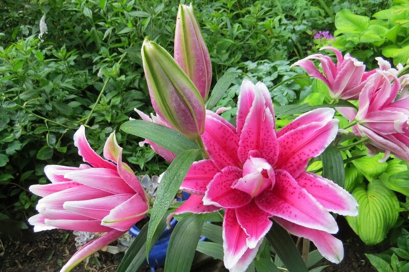Pink Lilies in Garden — Serene, Summer