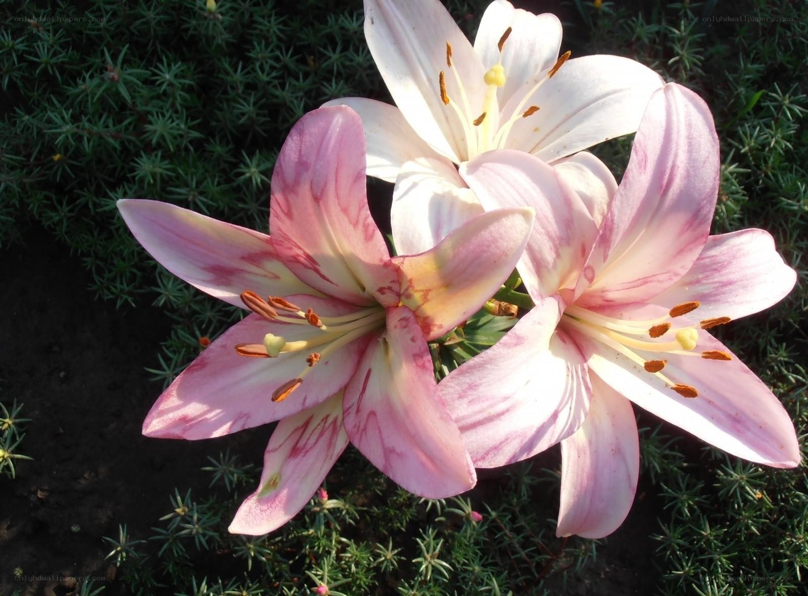 Pink lilies in garden