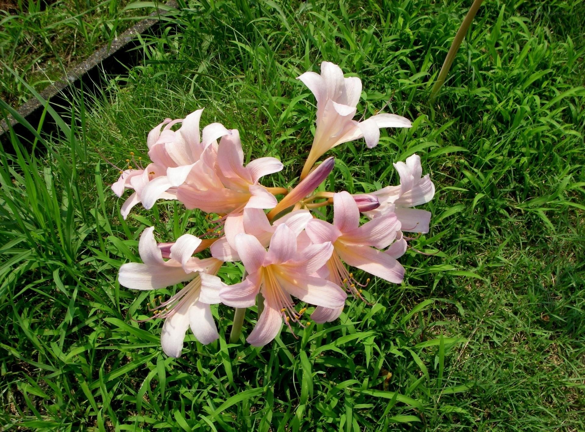 Pink lilies in green grass