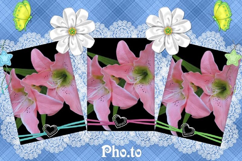 Pink Lilies in Photo Frames
