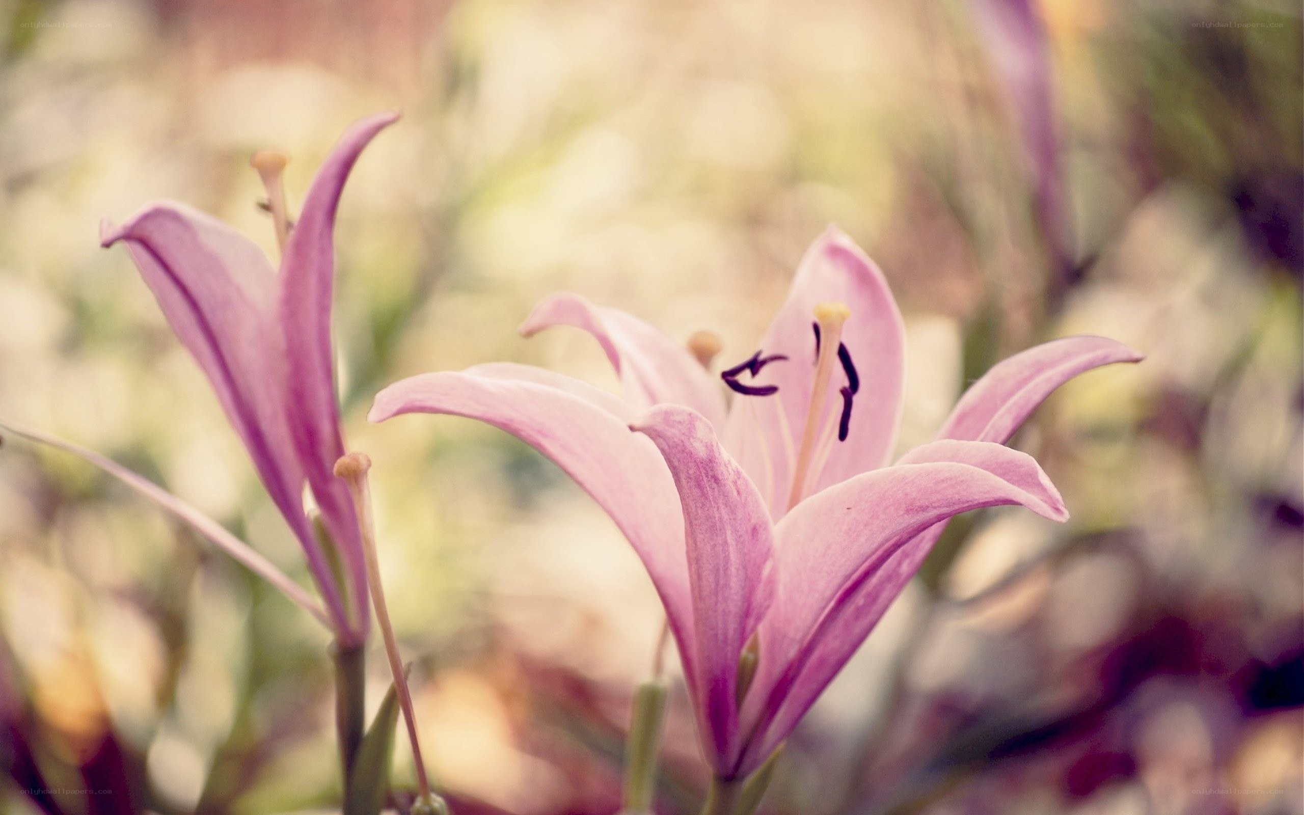 Pink lilies in soft focus