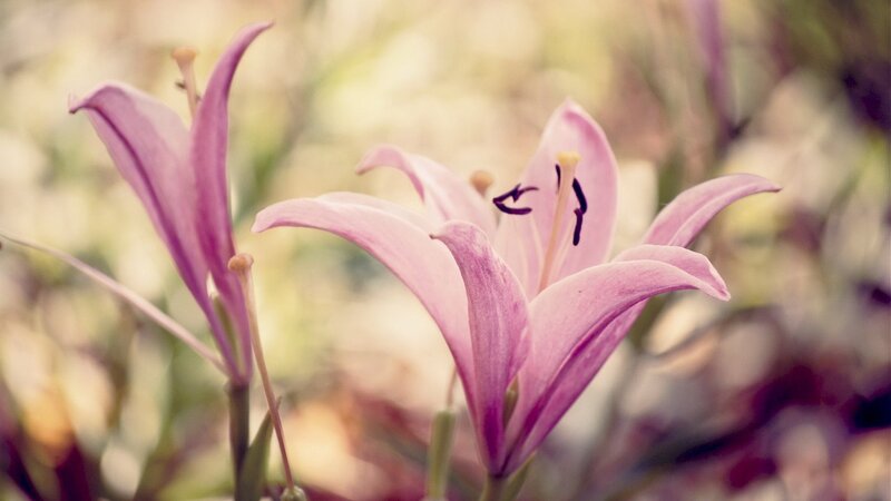 Pink lilies in soft focus