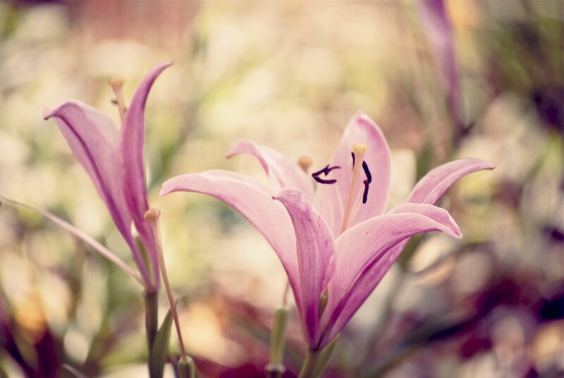 Pink lilies in soft focus