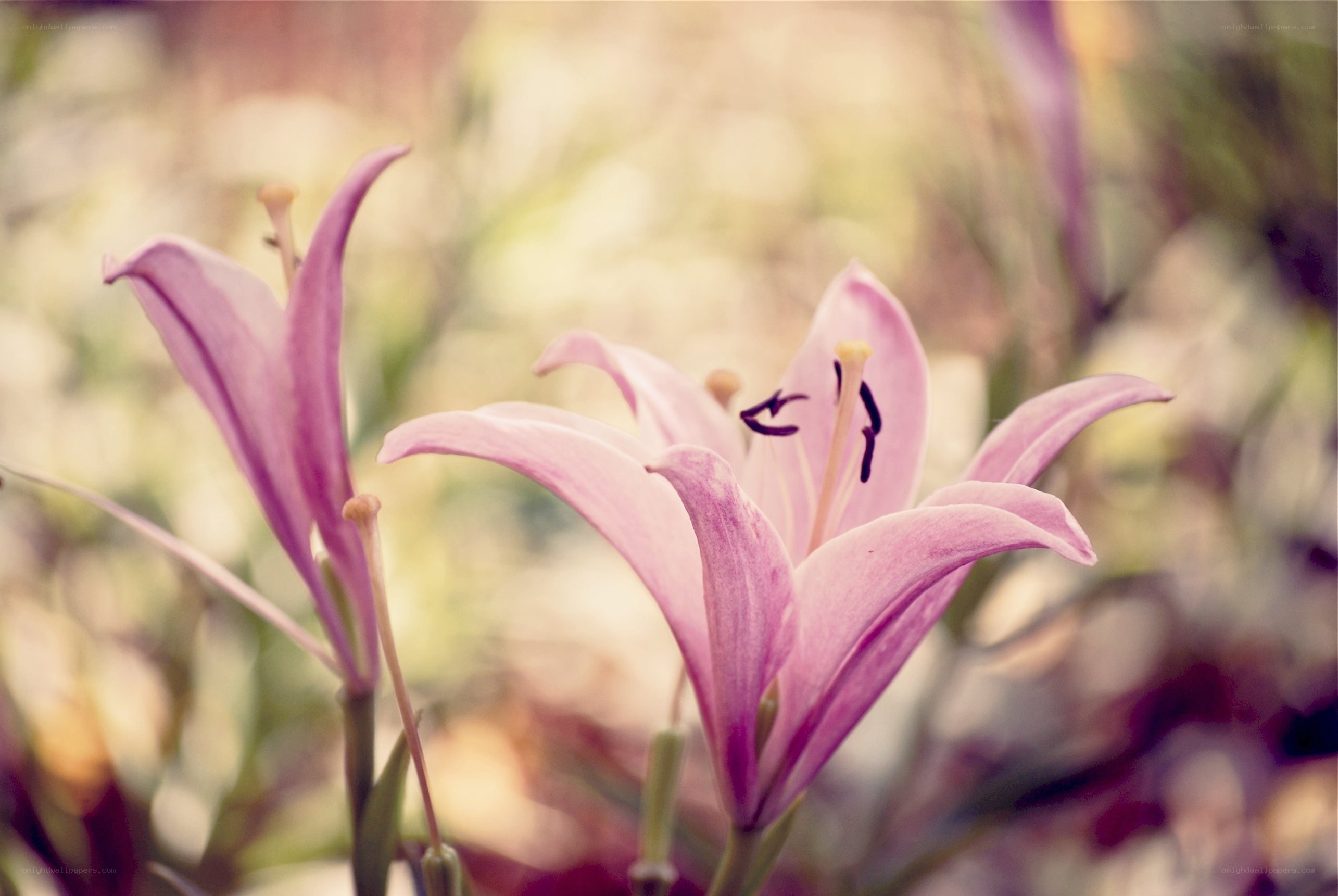 Pink lilies in soft focus