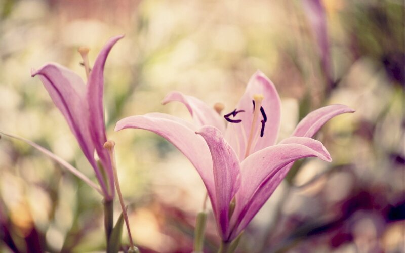 Pink lilies in soft focus