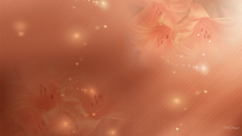 Pink Lilies in Soft Light