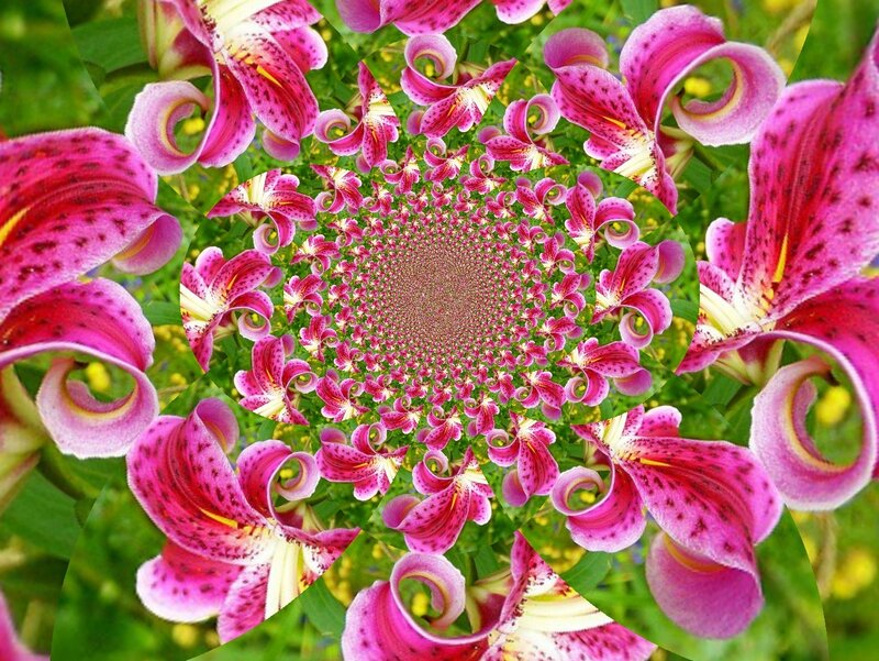 Pink Lilies in Spiral