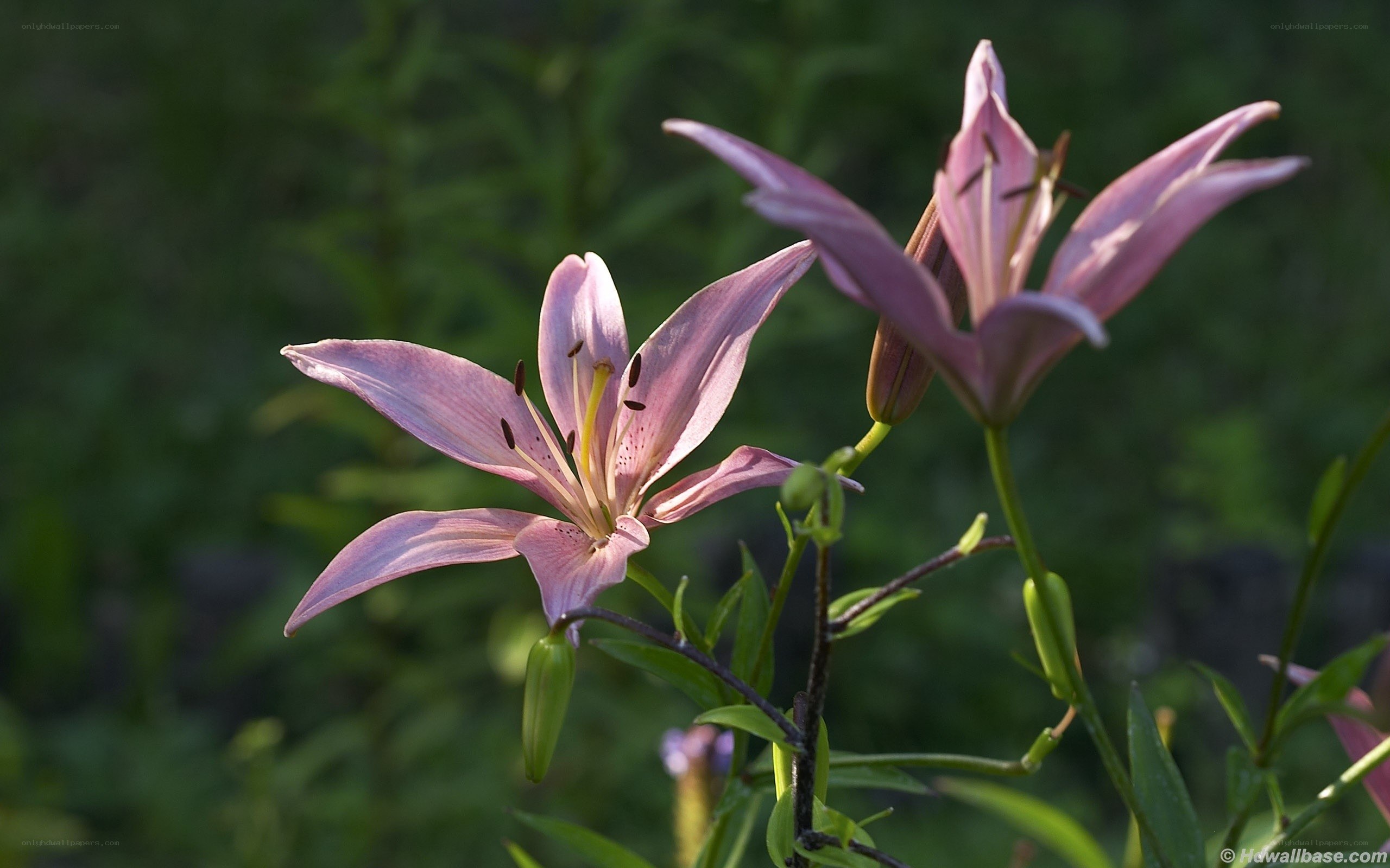 Pink lilies in sunlight