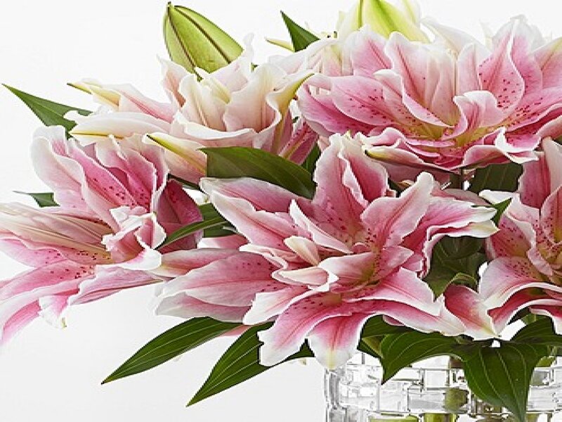 Pink Lilies in Vase — Calm