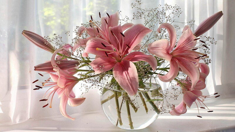 Pink Lilies in Vase — Serene, Morning, Photograph