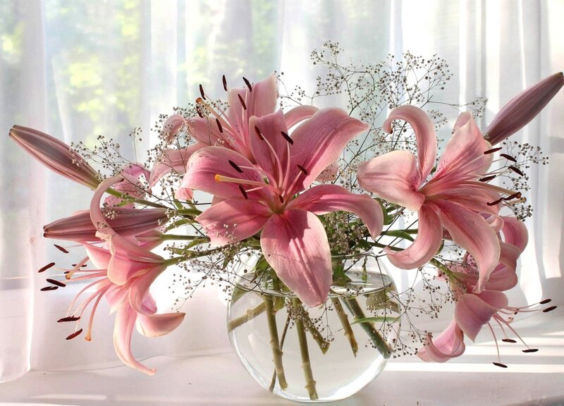 Pink Lilies in Vase — Serene, Morning