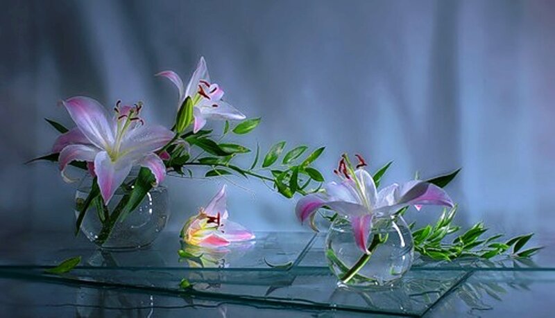 Pink Lilies in Vases