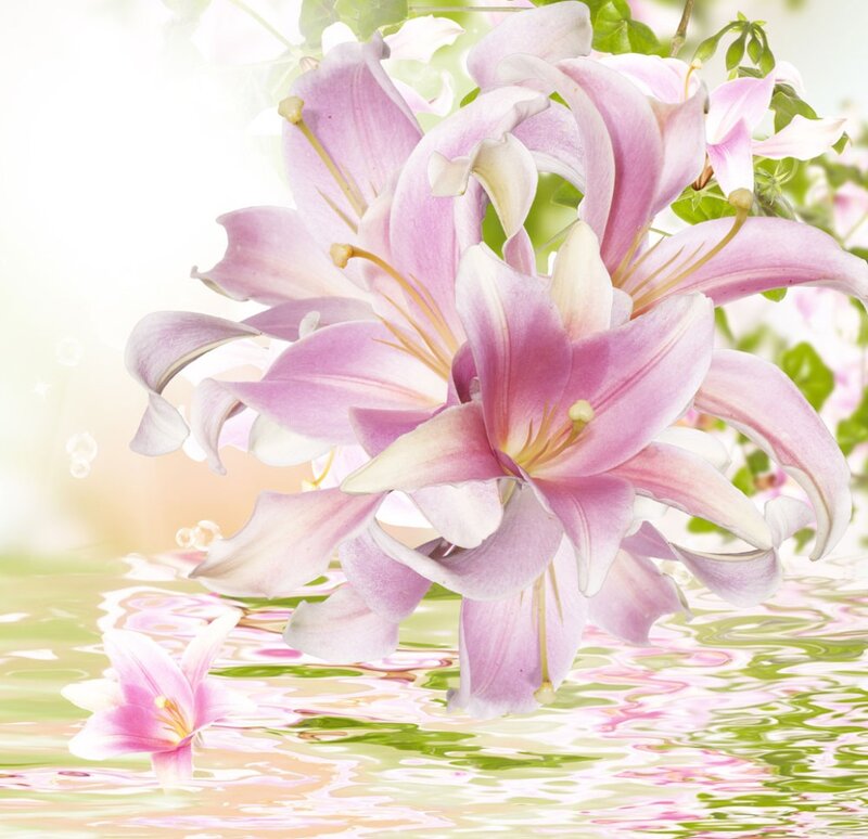 Pink Lilies in Water